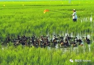重庆武隆陈明亿在稻田里养泥鳅，探索农业多元化增收新途径