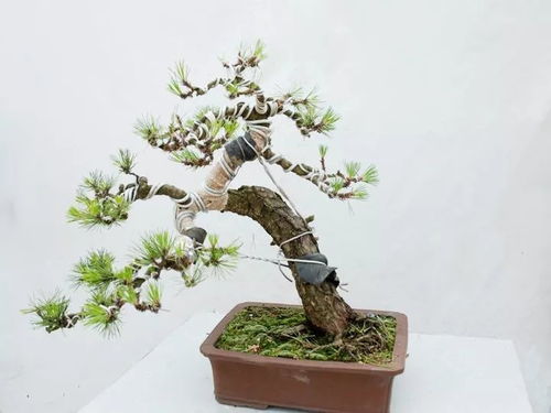 吊重法， 自然成趣