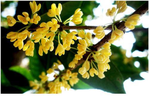 桂花腌制不黄拆分：桂花腌制不黄秘诀