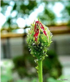 植物病虫害综合防治技术