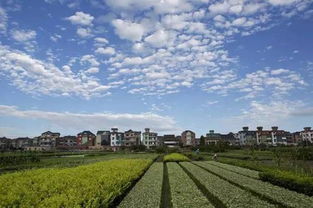 花木之城的魅力， 令人向往