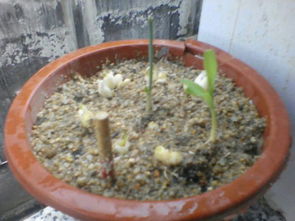 土壤选择， 基础保障