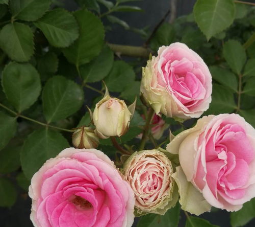 季节性需肥：春季需肥量大