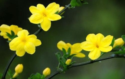 迎春花的种植乐趣与挑战