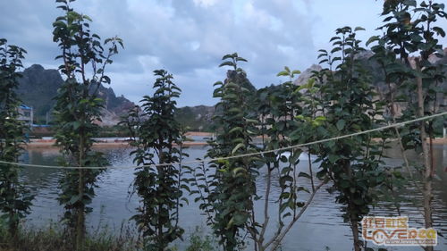 野塘边植物的神秘面纱