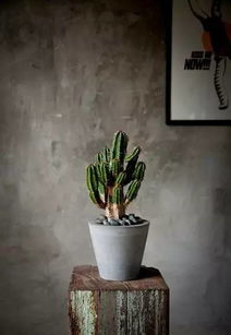 黑色花盆怎么装饰才美观