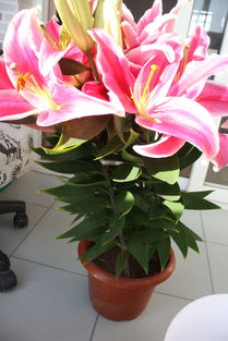 百合花喜温暖湿润，花色丰富