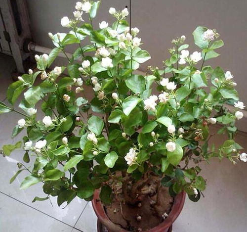 七月份，修剪茉莉花正当时