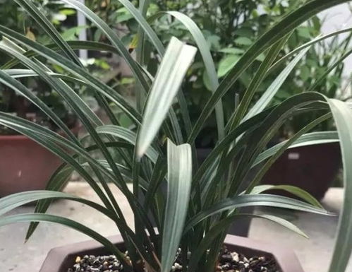 属狗的人种铁树有何禁忌讲究？