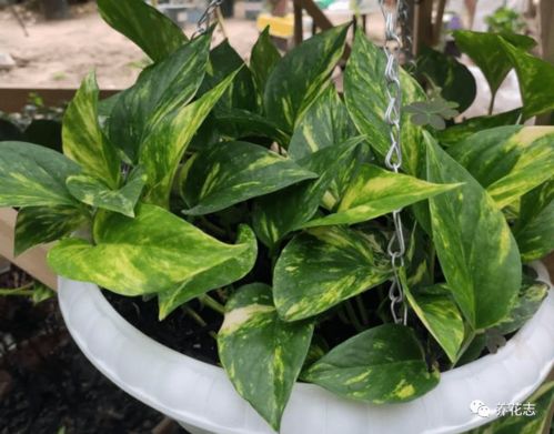 坟前种植的虚根花草推荐