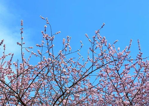杏树为何提前开花？气候变暖是主因吗