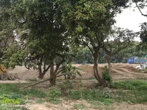 皂角树的现代利用：绿色经济的智慧