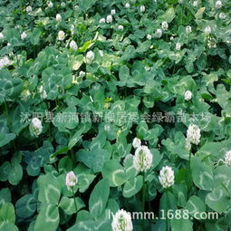 草坪绿意，三叶草的耐寒魅力