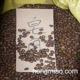 皂角的种子种下去嫩发芽吗？