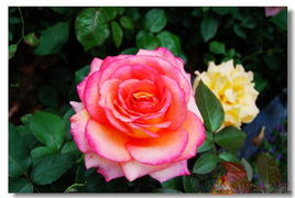 月季花：艳丽多彩的天然皇后