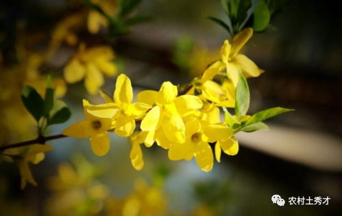 迎春花的养护方法