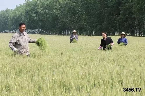 除草剂喷洒，时机很重要