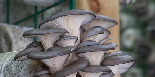 平菇种植， 农药还是自然