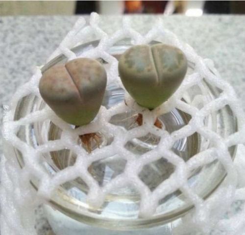 生石花水培生根提速10倍的新技巧具体操作方法是什么