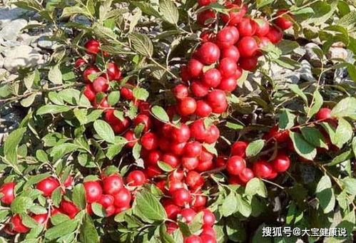 钙果功效有哪些？看完这篇你就全明白了