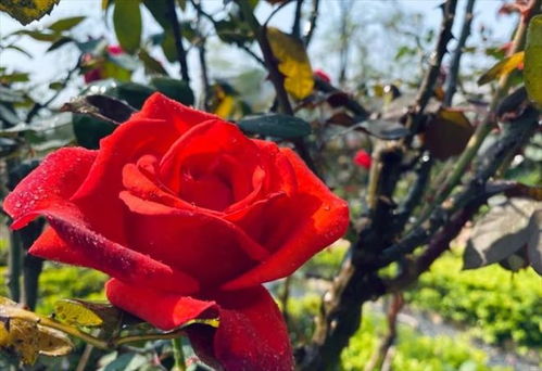 月季花的花语揭秘：红色月季代表啥？