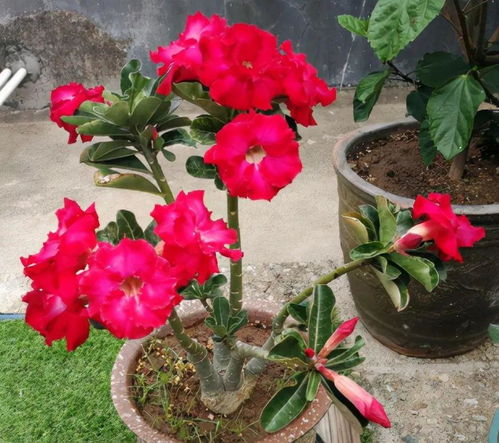 如何根据玫瑰花种植方法，掌握玫瑰花的栽培技术要点