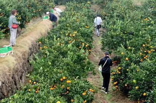 潮州橄榄因天气减产，价格应声上涨