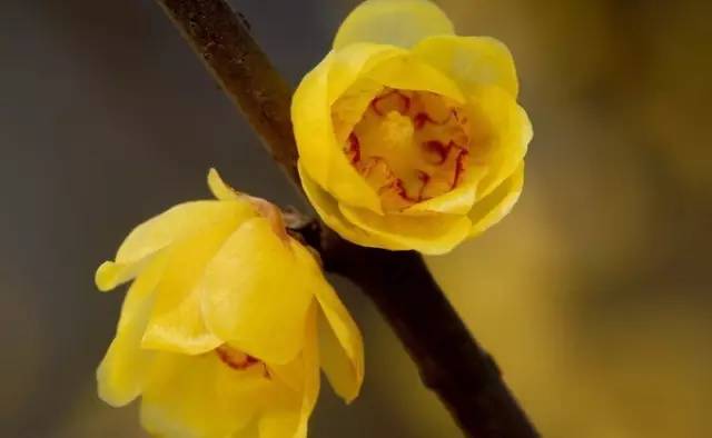 腊梅品种及其特点