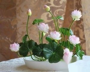 北方种睡莲，有难度吗？