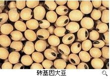 如何判断黄豆是否煮熟？