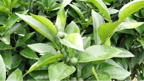 柑橘病虫害防治，那些农药来帮忙？