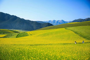 抗旱专业户的绝活