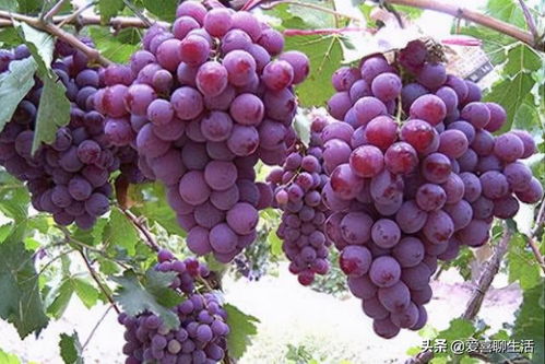 葡萄架下的浪漫与清凉