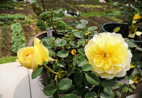 红龙月季：夏日的烈焰战士