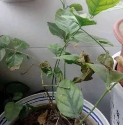 茉莉花修剪：先剪枯枝病叶