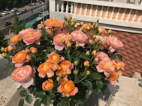 提前控水，让月季喝个饱，再换盆！