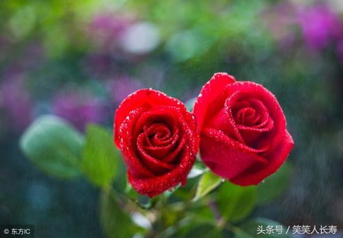 玫瑰花平时卖多少钱一支？教你买到便宜好花