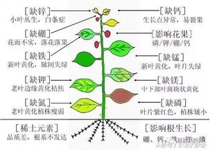 破解作物真菌病的三大核心优势
