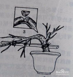 艾拉绒球修剪技巧：掌握基础修剪方法