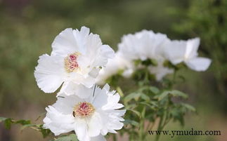 紫斑牡丹， 经济效益高