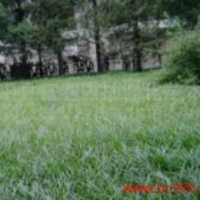 三、冬季明星草种大比拼：南北各有特色！