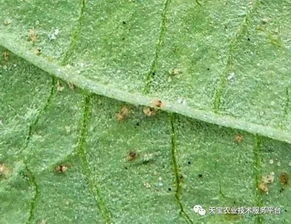 静夜叶片发黄之谜：高效叶插技巧提升养殖成功率！