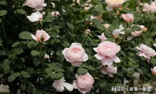 水分管理， 不Neng少了也不Neng多了