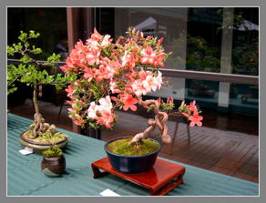 识货才不吃亏：如何辨别真伪韩国美人