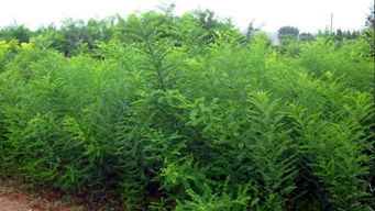 变废为宝第一步：打造精品苗