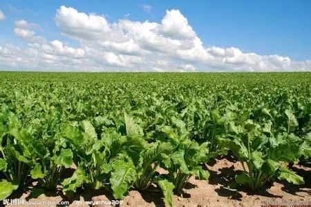 花生芽菜培育：技术革新