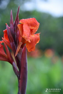 救活枯萎玫瑰花的几种方法