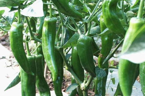 青椒种植小技巧