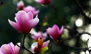 紫玉兰：古往今来的美丽使者