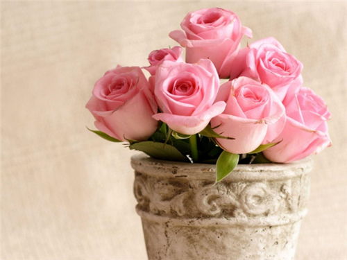 掌握玫瑰修剪技巧，适时摘心打顶